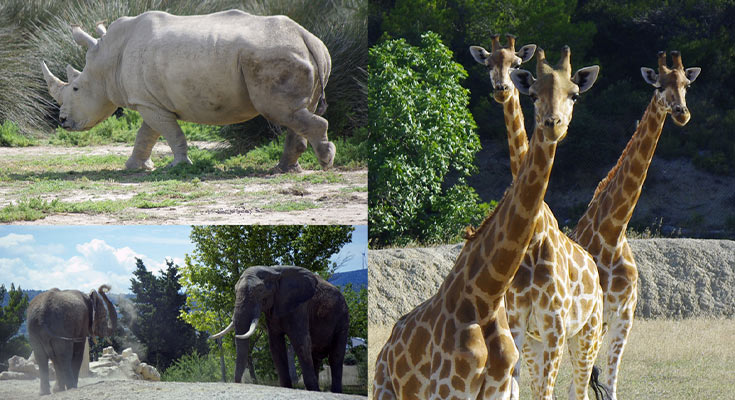 animaux de la réserve africaine de Sigean